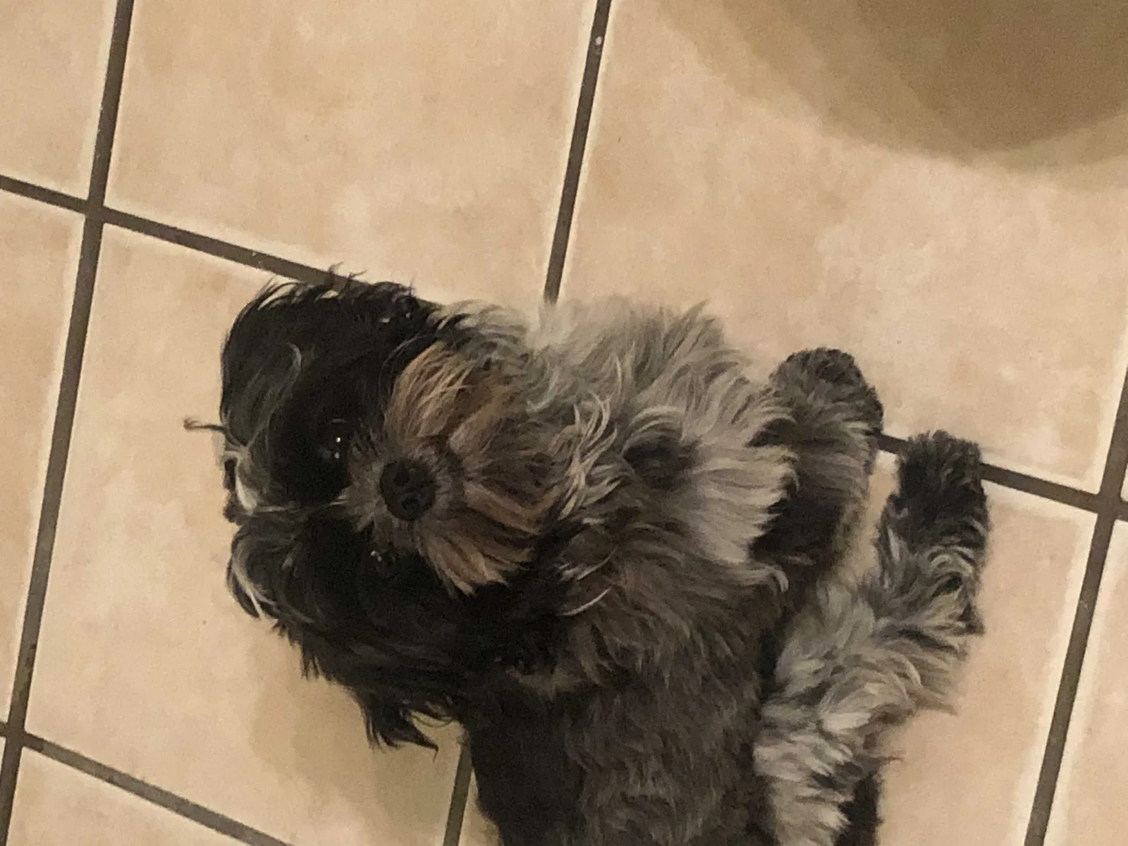 Lost dog in Salinas, CA, 93905