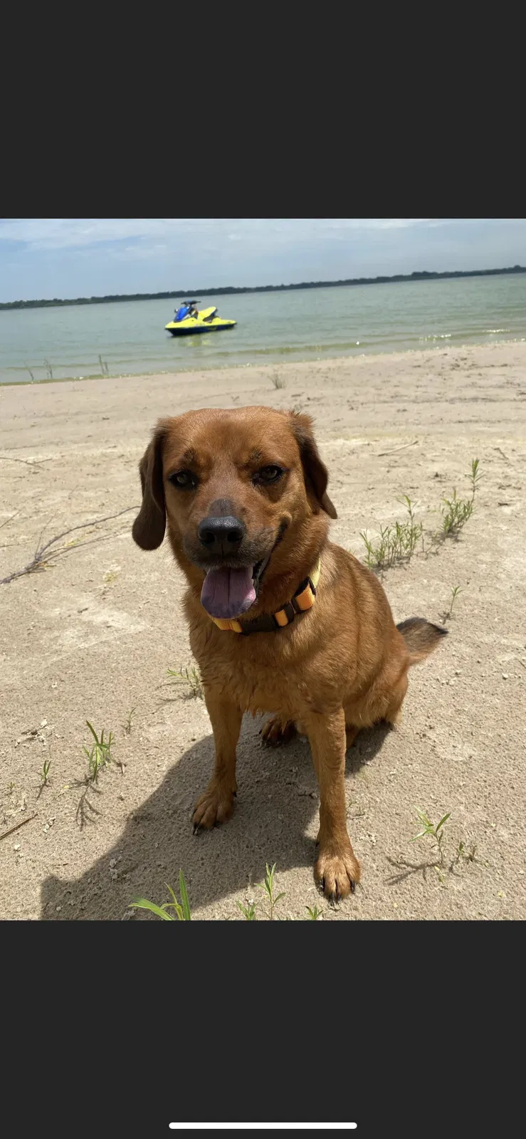Lost dog in Brookings, SD, 57006