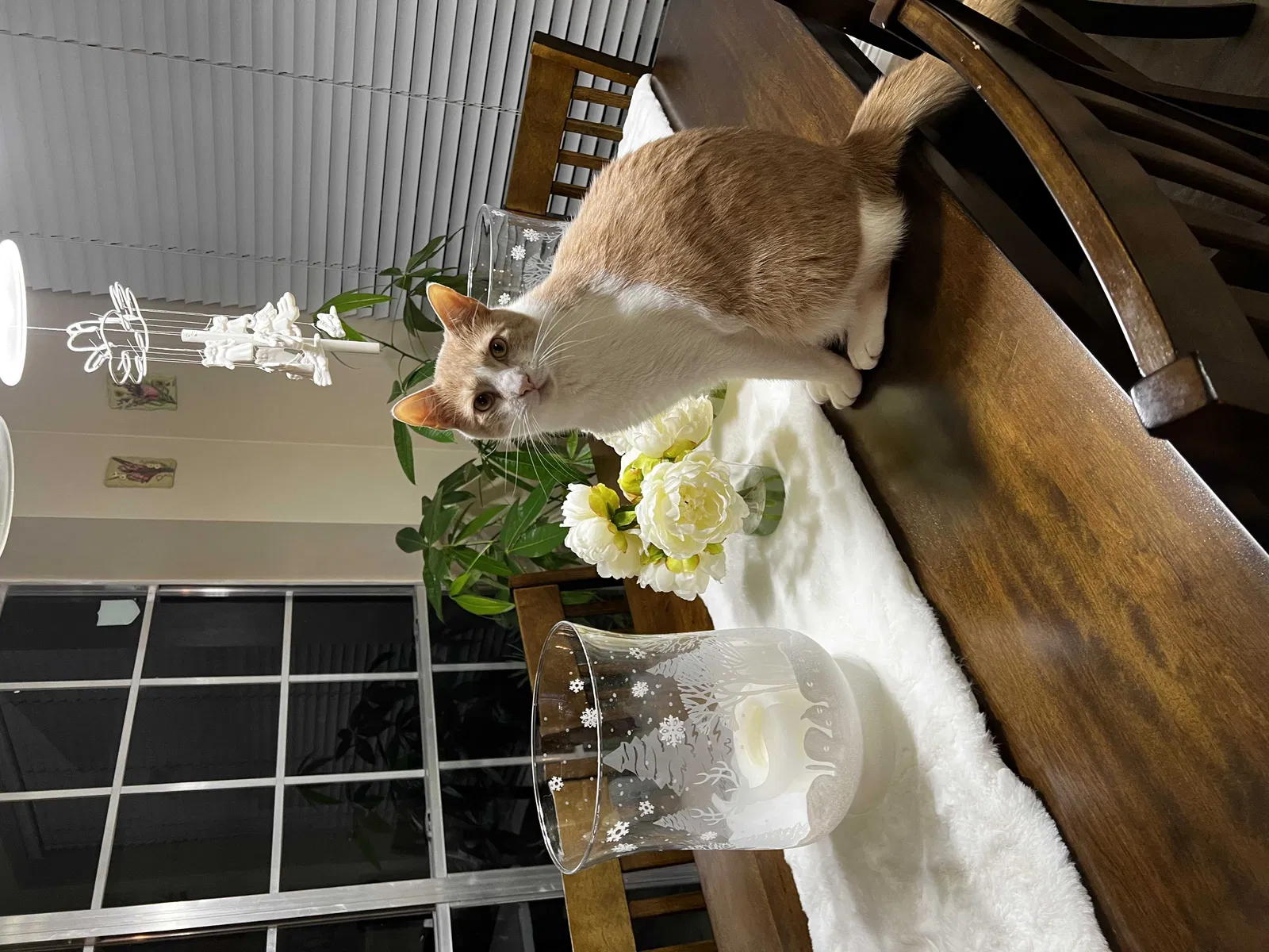 Lost cat in Katy, TX, 77450