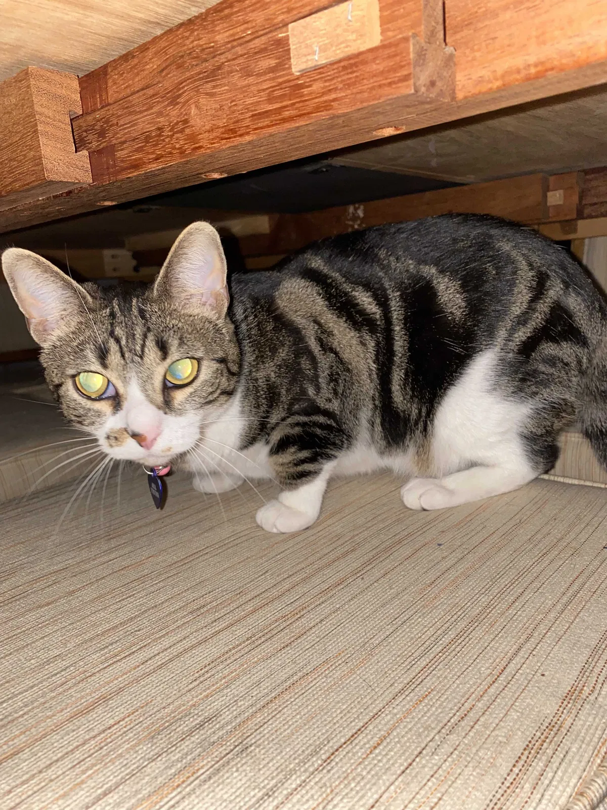 Lost cat in Spring Hill, FL, 34610