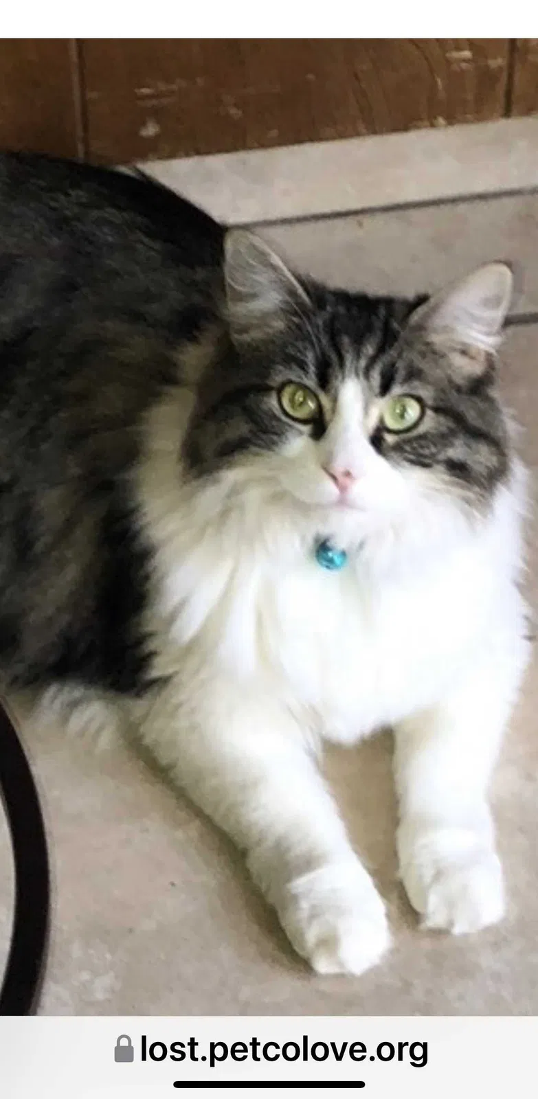 Lost cat in Bakersfield, CA, 93312