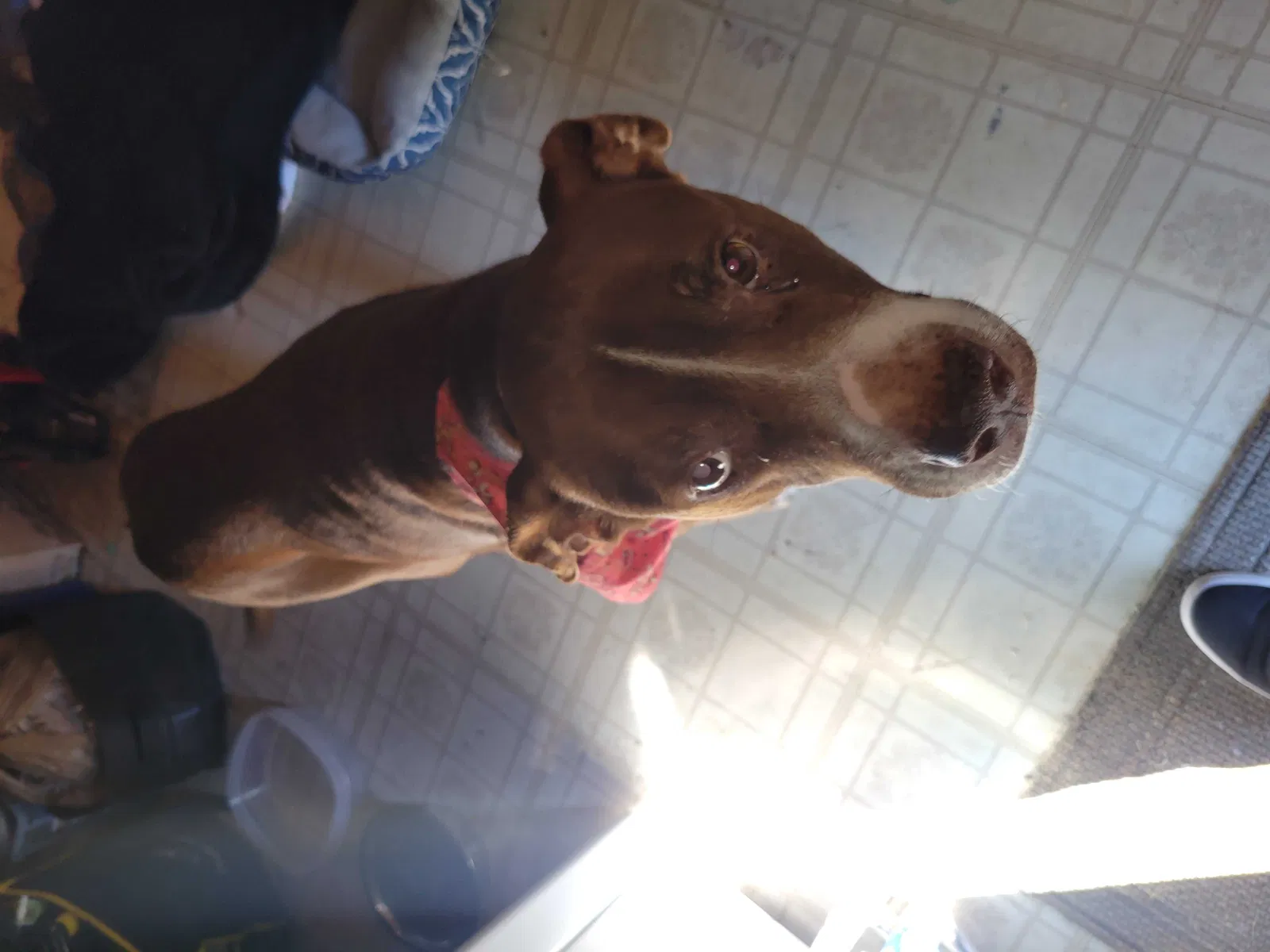 Found dog in New Port Richey, FL, 34653
