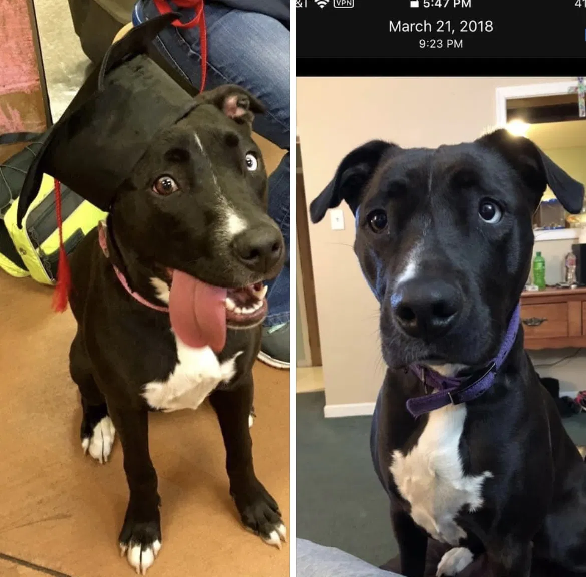 Lost dog in Camden, NJ, 8104