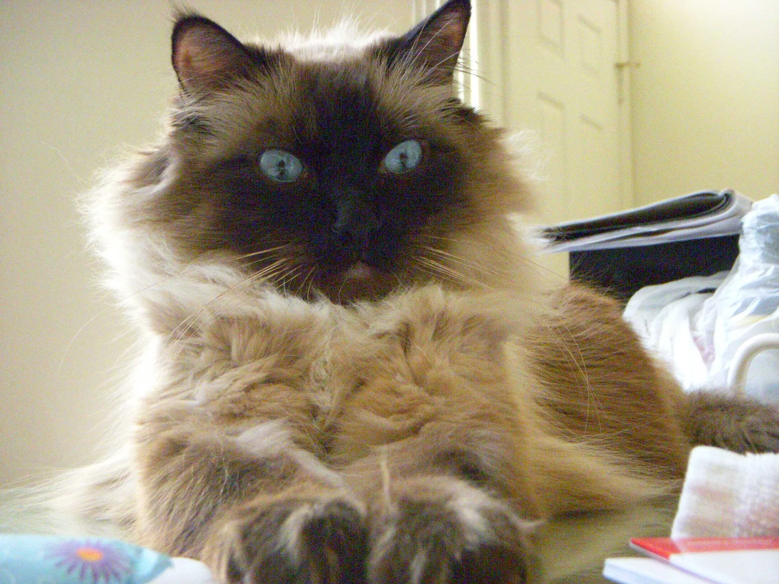 Lost cat in Joshua Tree, CA, 92252