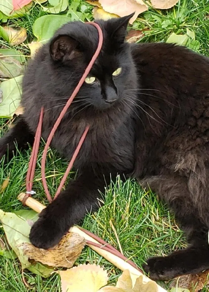 Lost cat in Salt Lake City, UT, 84121