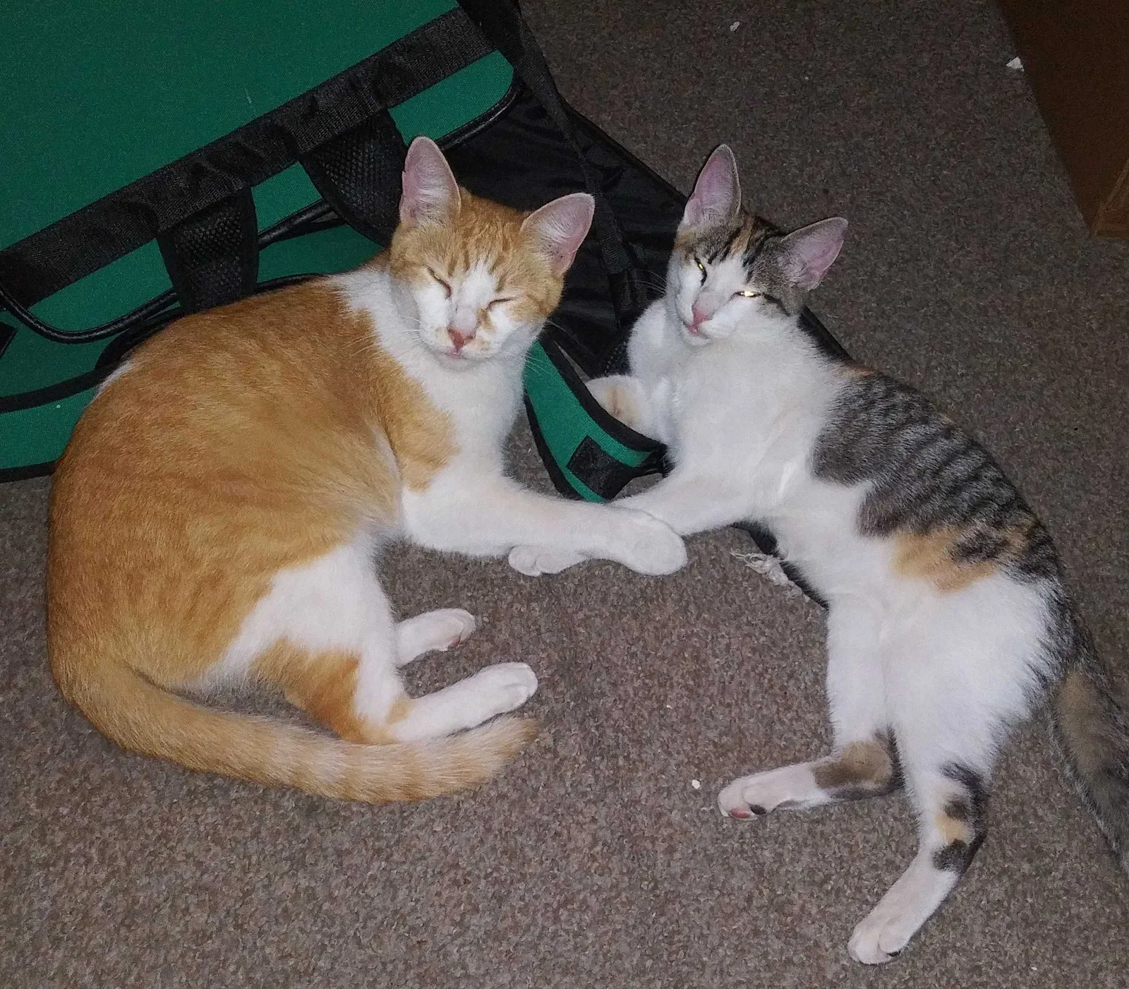 Lost cat in Slidell, LA, 70460