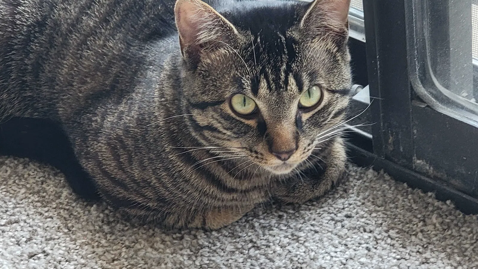 Lost cat in Tulsa, OK, 74145