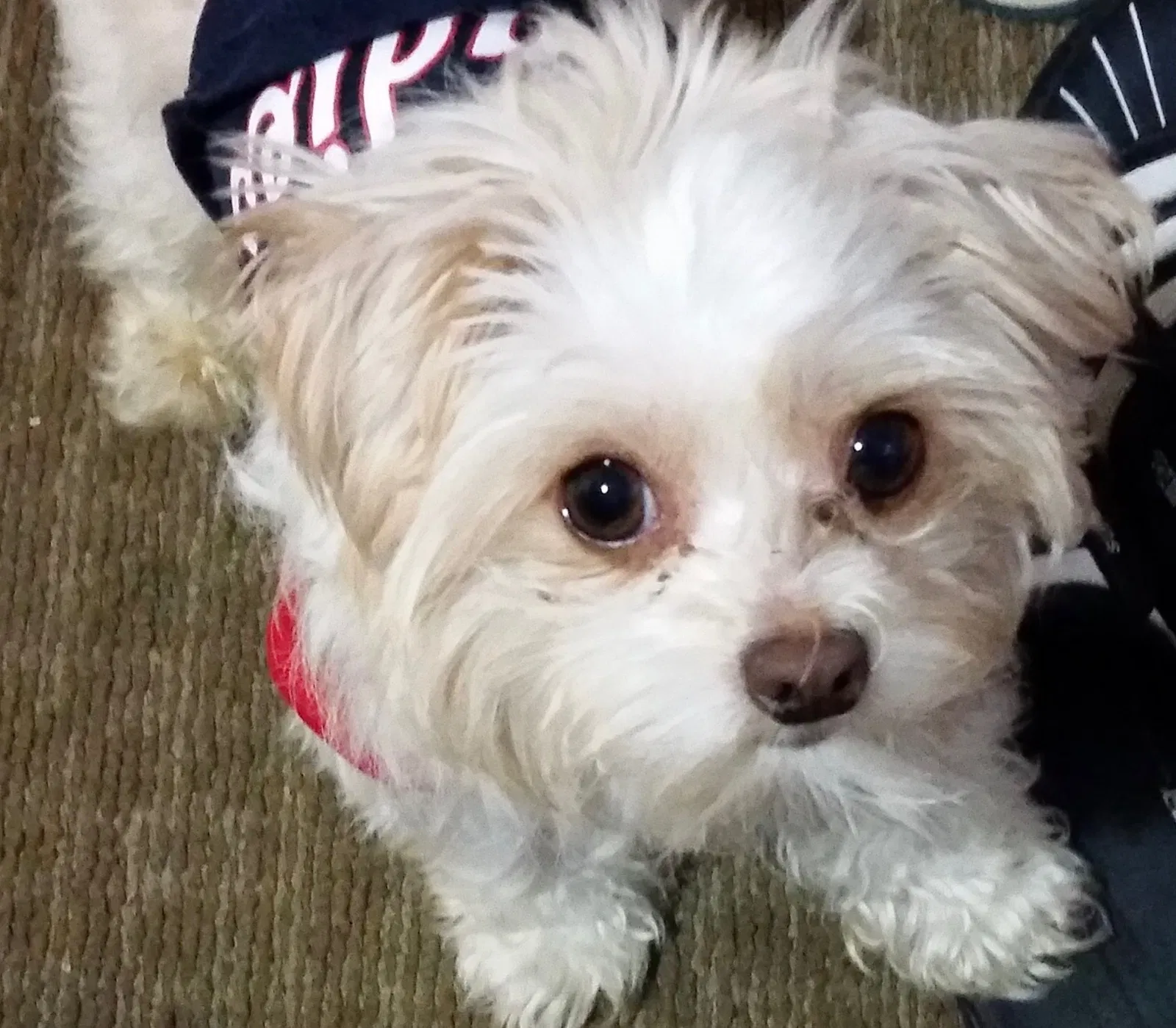 Lost dog in San Pablo, CA, 94806