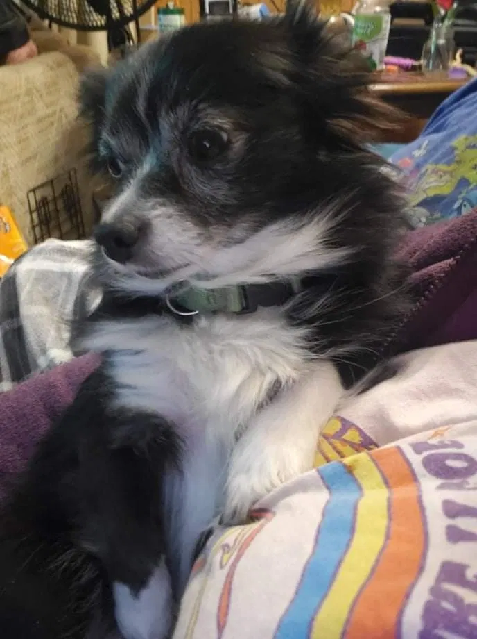 Lost dog in Belleville, MI, 48111