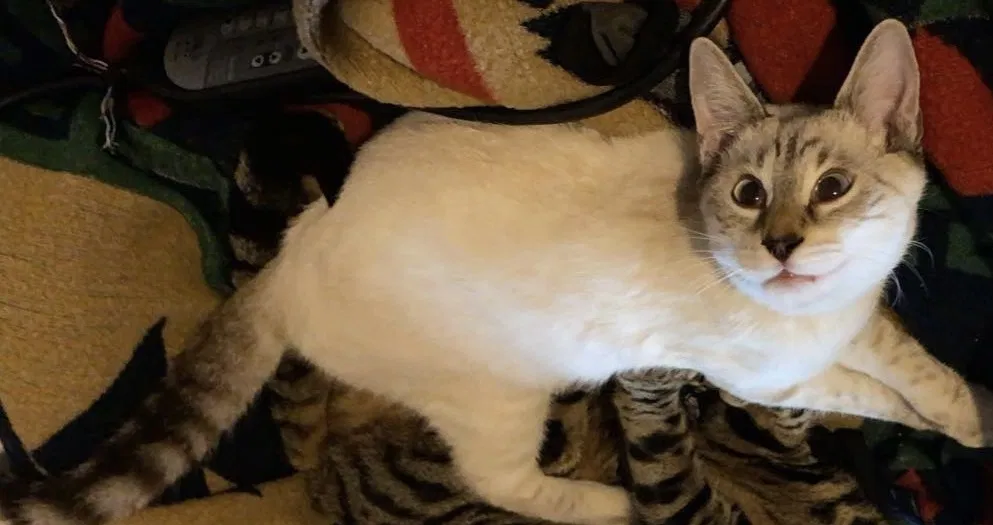 Lost cat in San Diego, CA, 92106