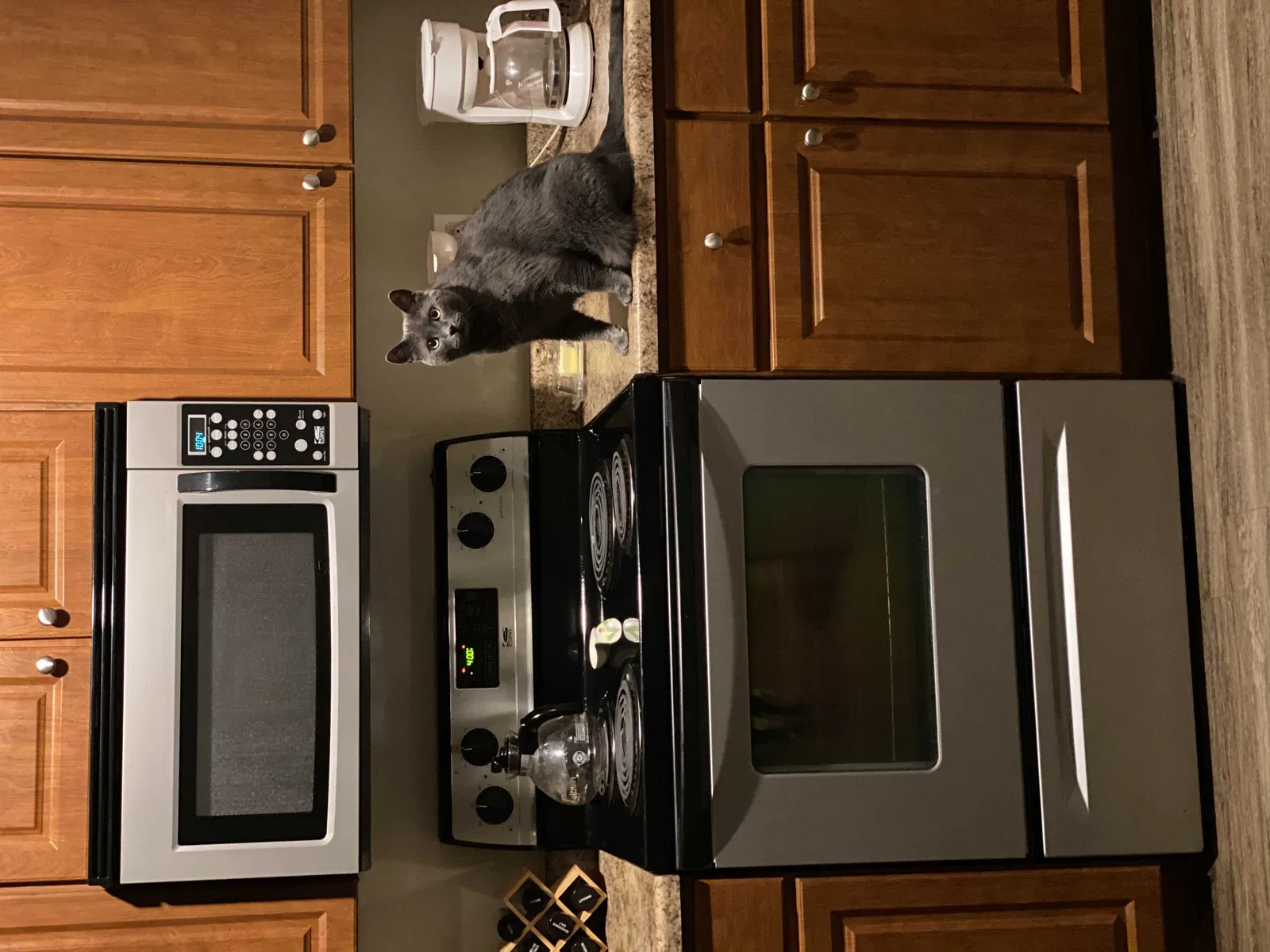 Lost cat in Litchfield Park, AZ, 85340