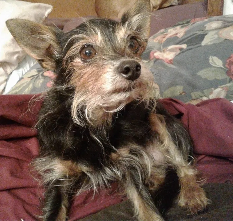 Lost dog in Dallas, TX, 75220