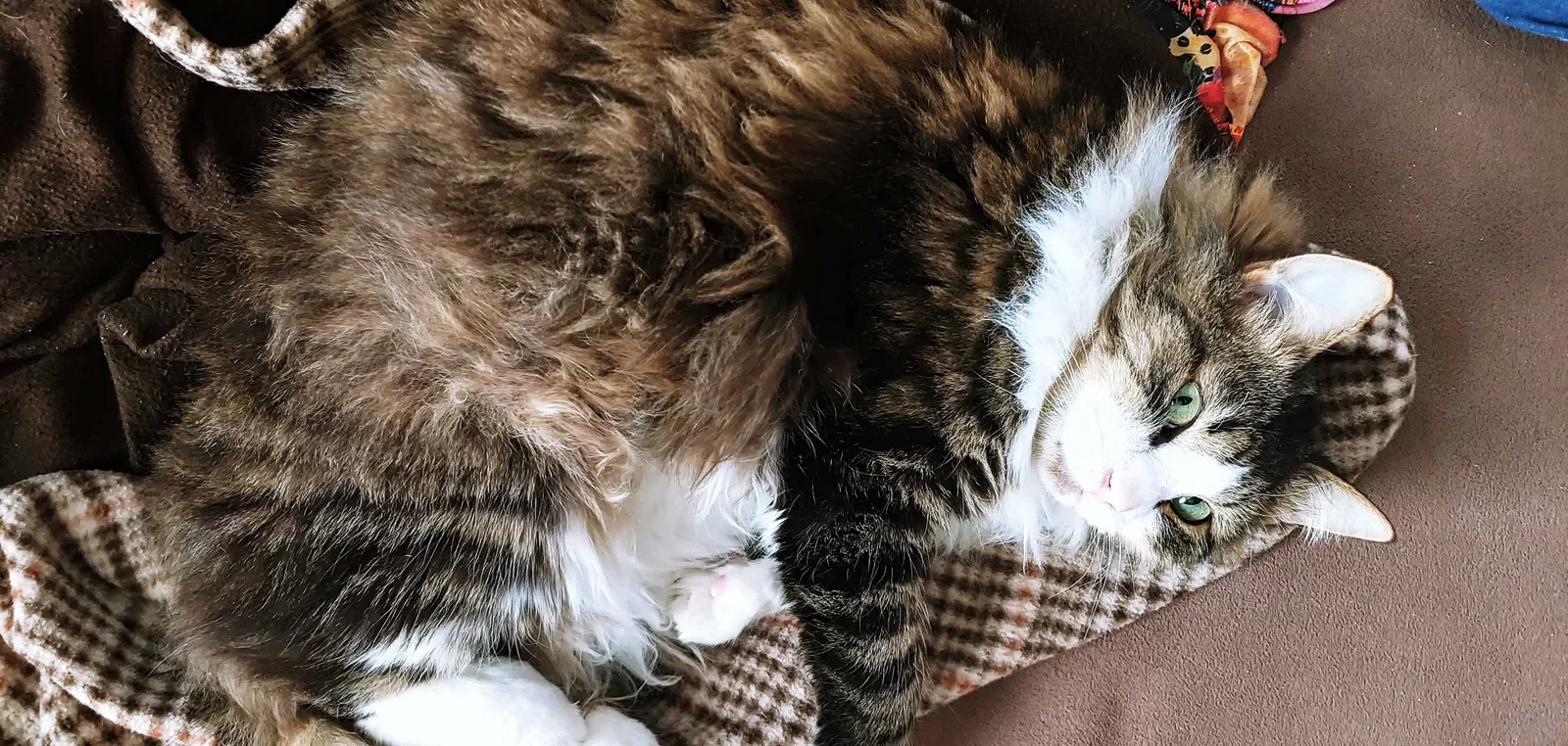 Lost cat in Lake Toxaway, NC, 28747