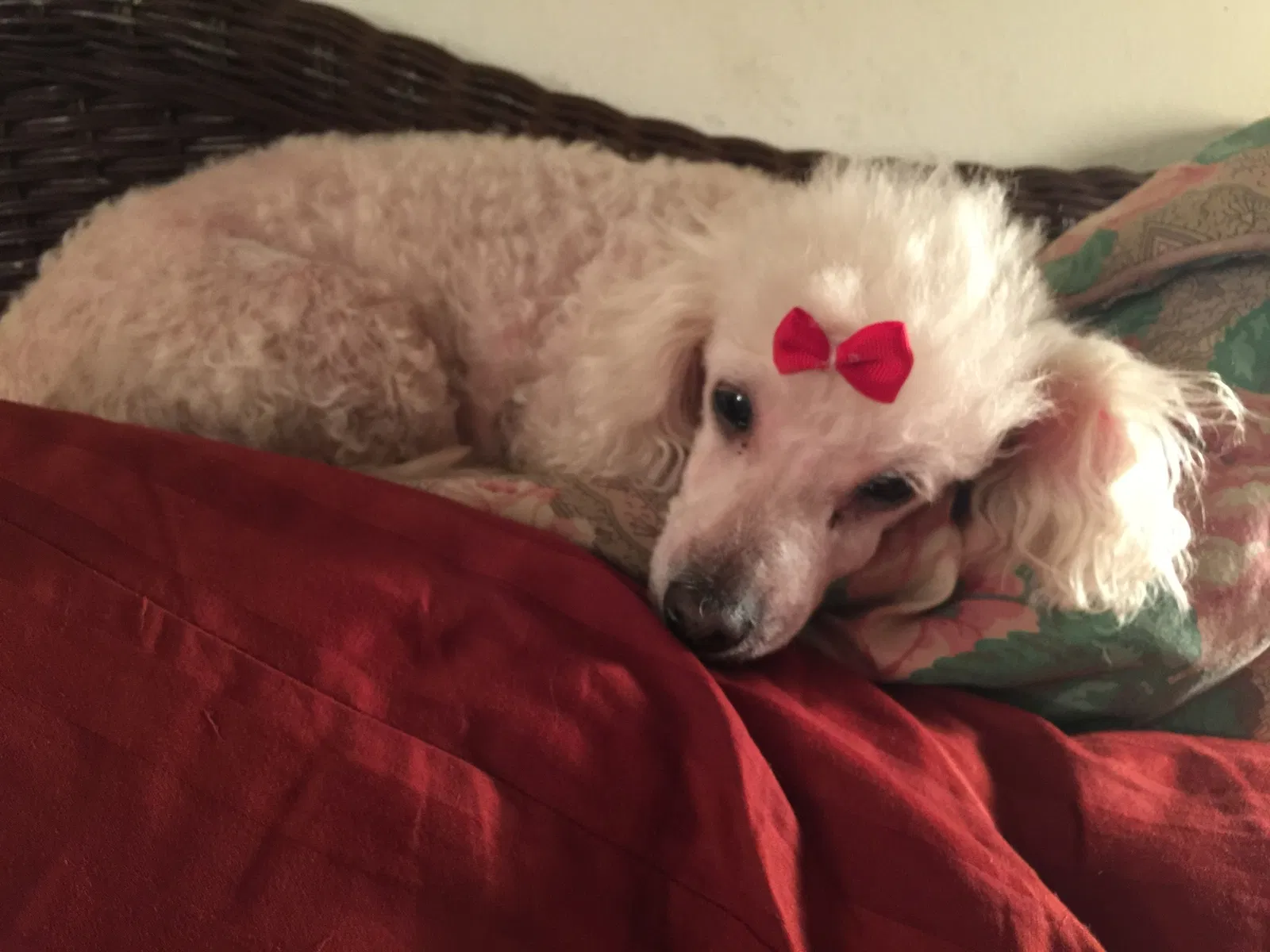 Lost dog in Port Richey, FL, 34668