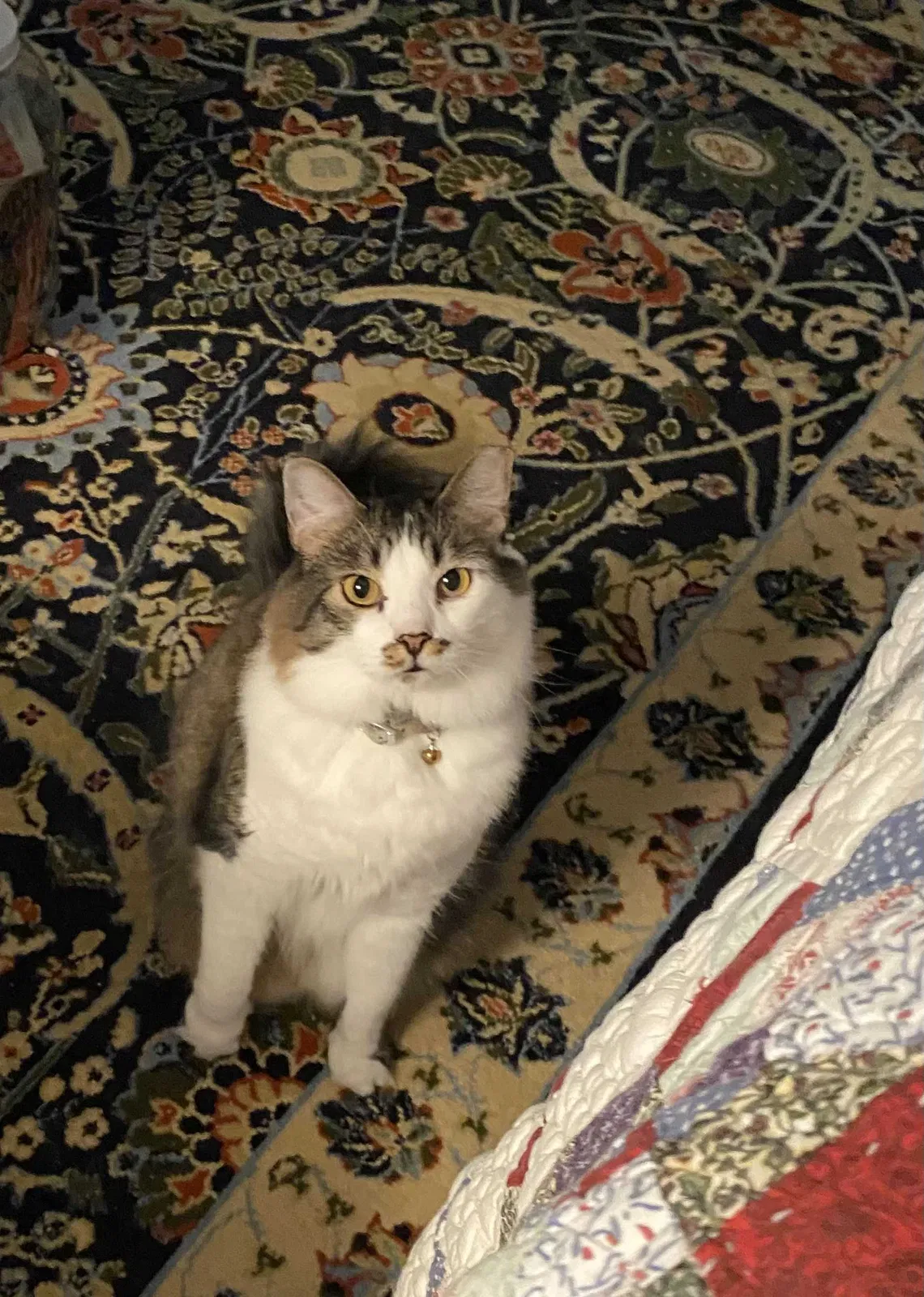 Lost cat in Irmo, SC, 29063