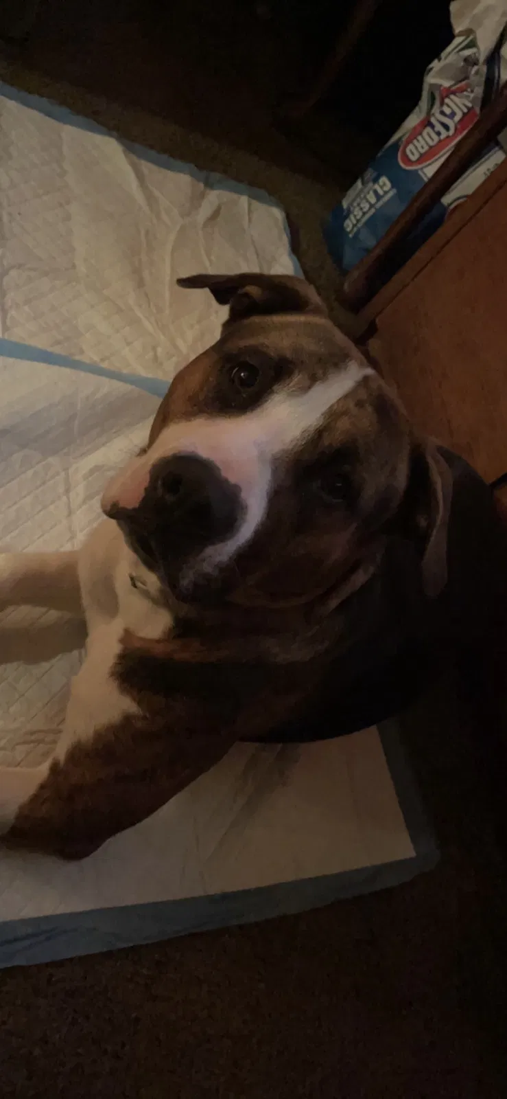 Lost dog in Conway, AR, 72032