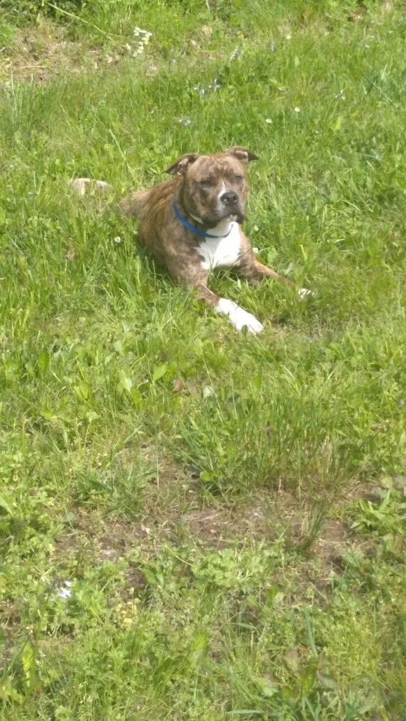 Lost dog in Byhalia, MS, 38611