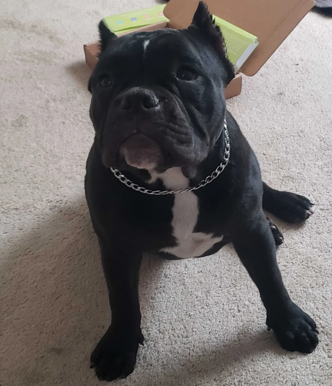 Lost dog in Hemet, CA, 92545