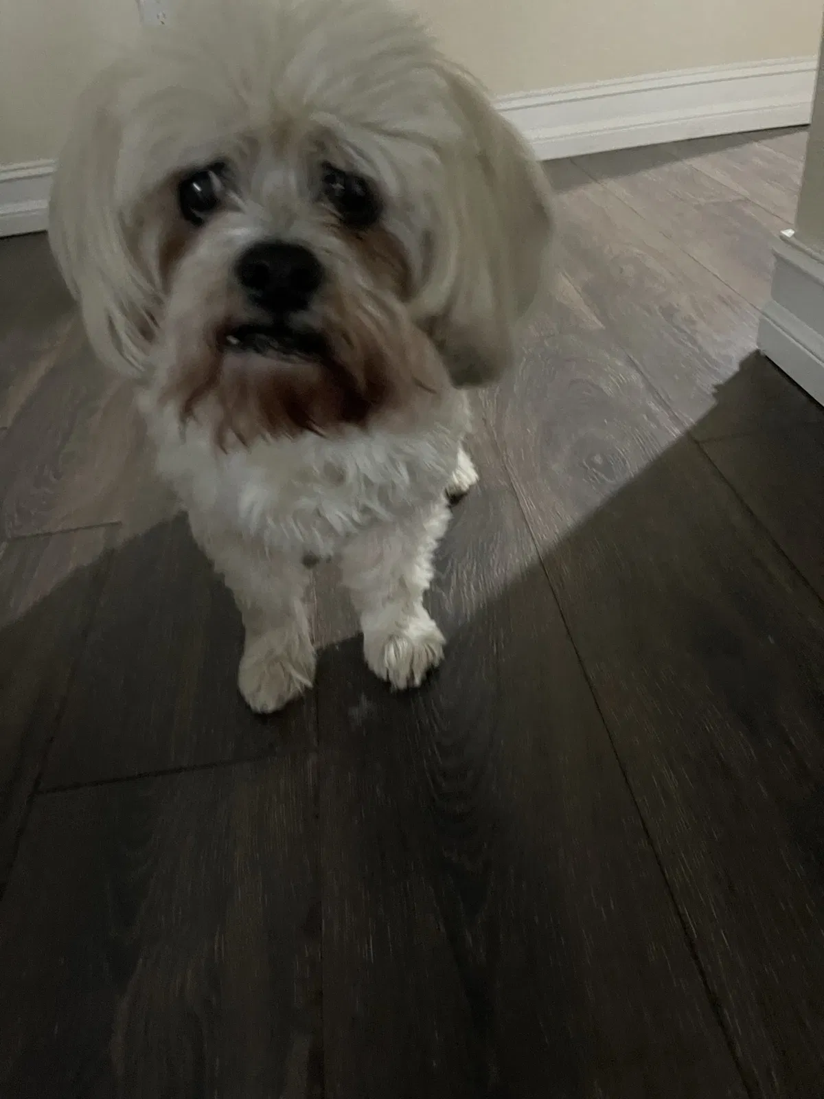 Lost dog in Kingsport, TN, 37663