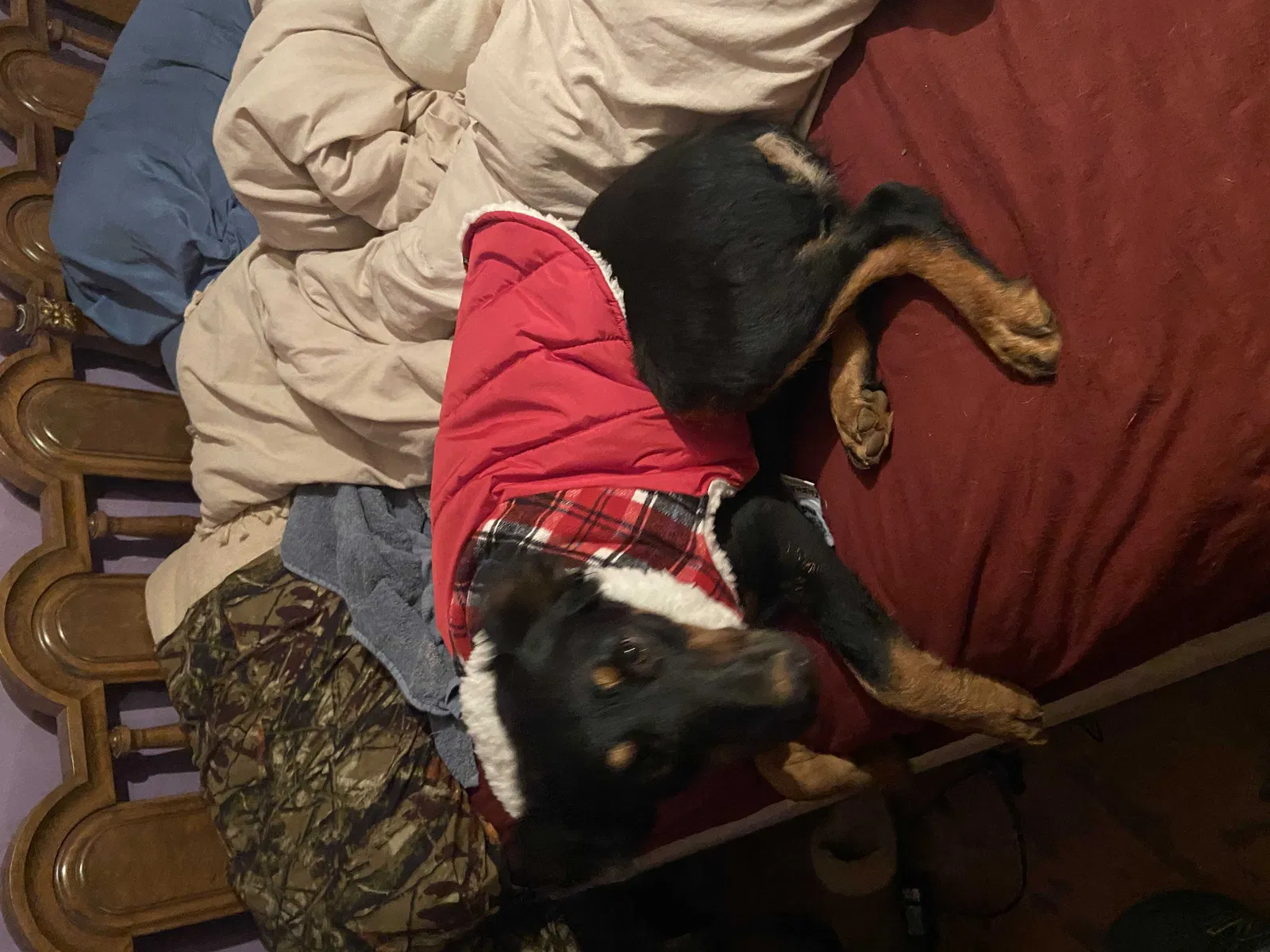 Lost dog in Lenoir, NC, 28645