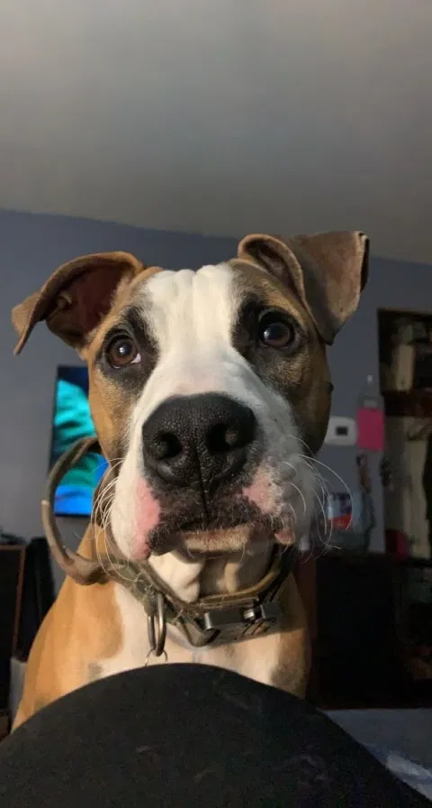 Lost dog in Pittsburgh, PA, 15235