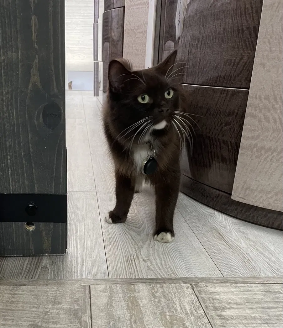 Lost cat in Jupiter, FL, 33477