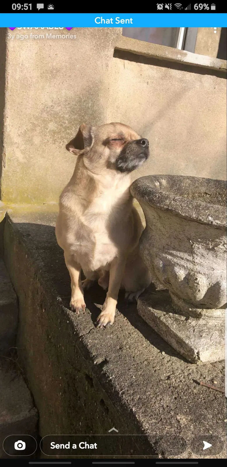 Lost dog in Tolland, CT, 6084