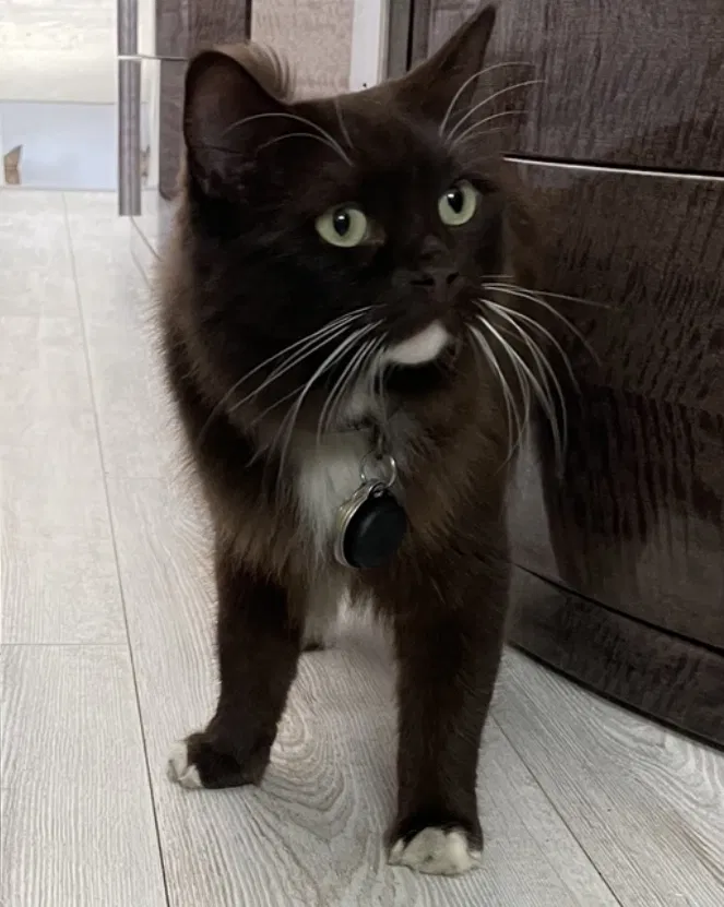 Lost cat in Jupiter, FL, 33477