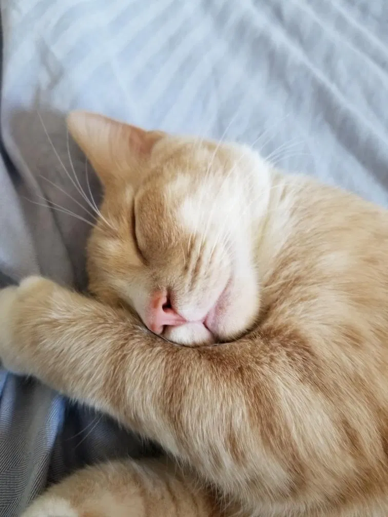 Lost cat in Charleston, SC, 29492