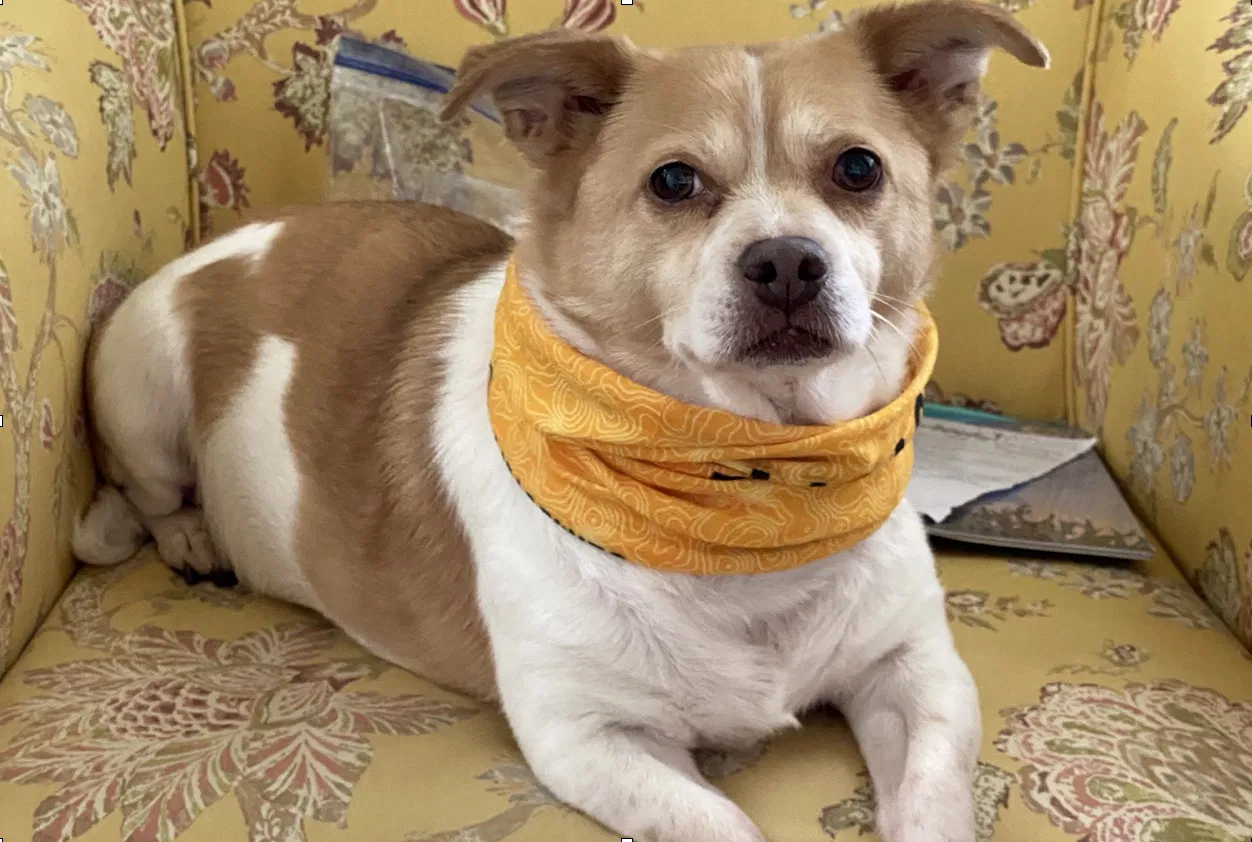 Lost dog in Charlotte, NC, 28216