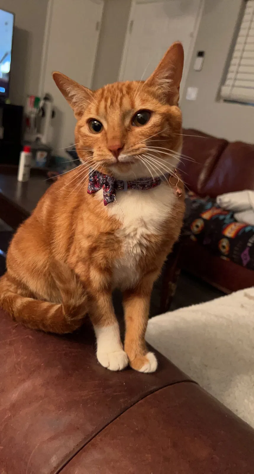 Lost cat in Tucson, AZ, 85711