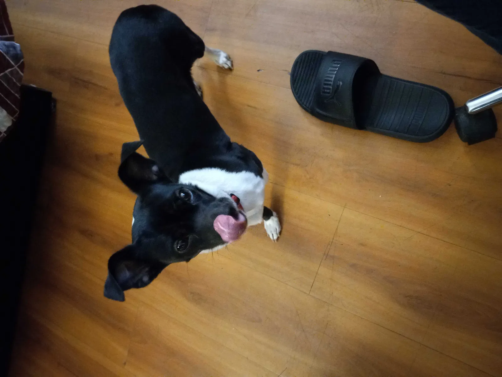 Lost dog in Phoenix, AZ, 85017