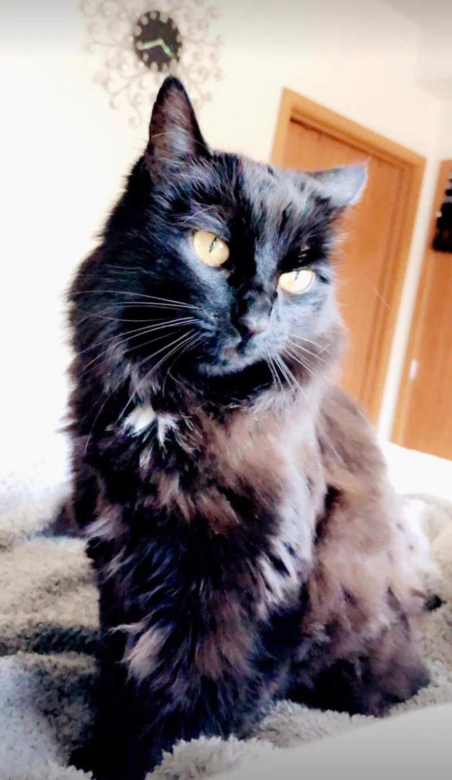 Lost cat in Everett, WA, 98203