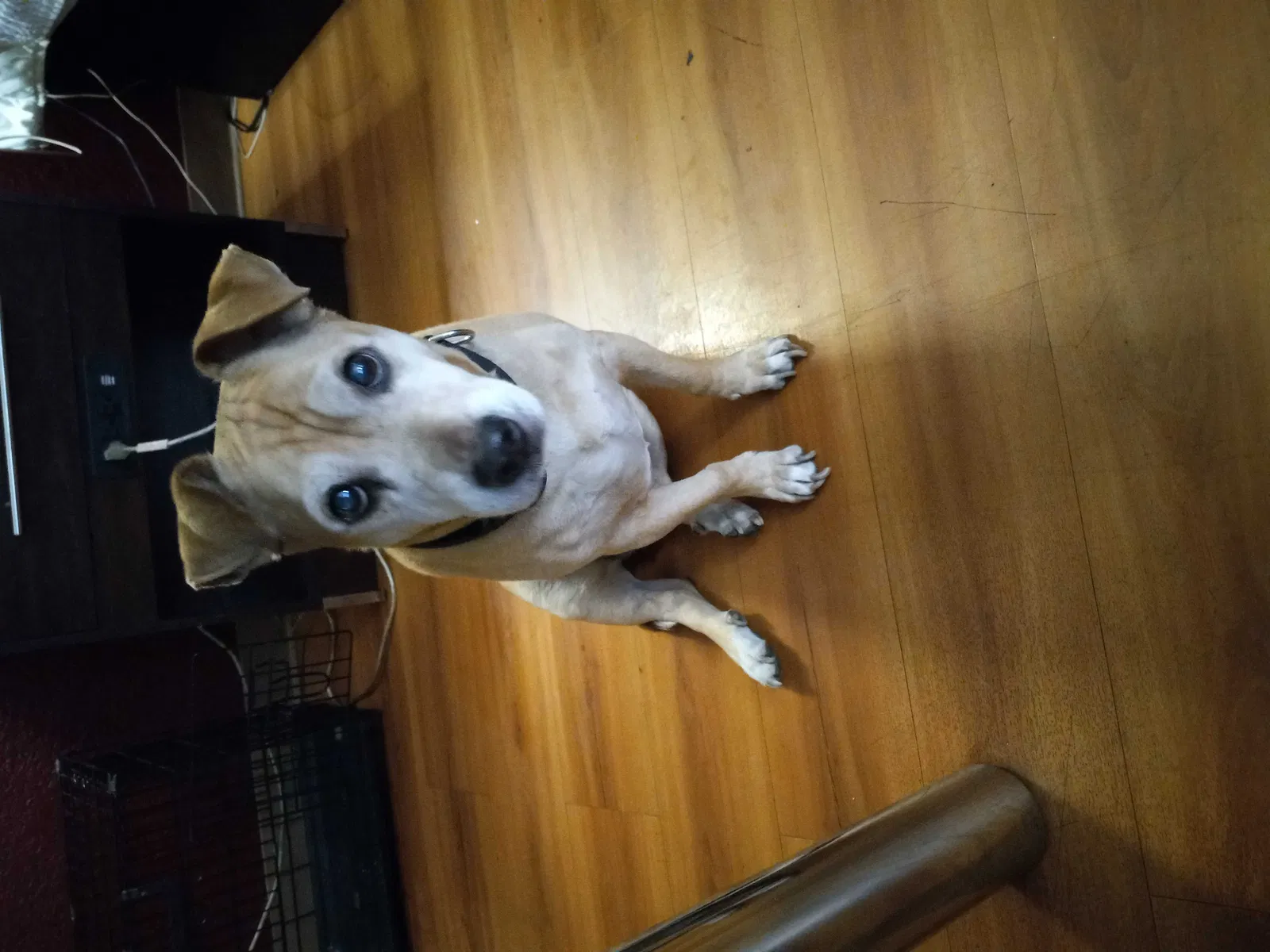 Lost dog in Phoenix, AZ, 85017