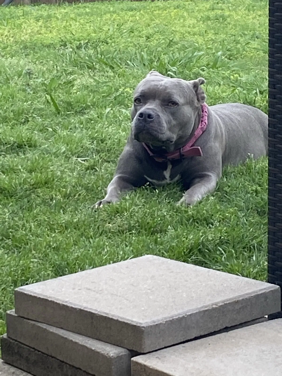 Lost dog in Prosper, TX, 75078