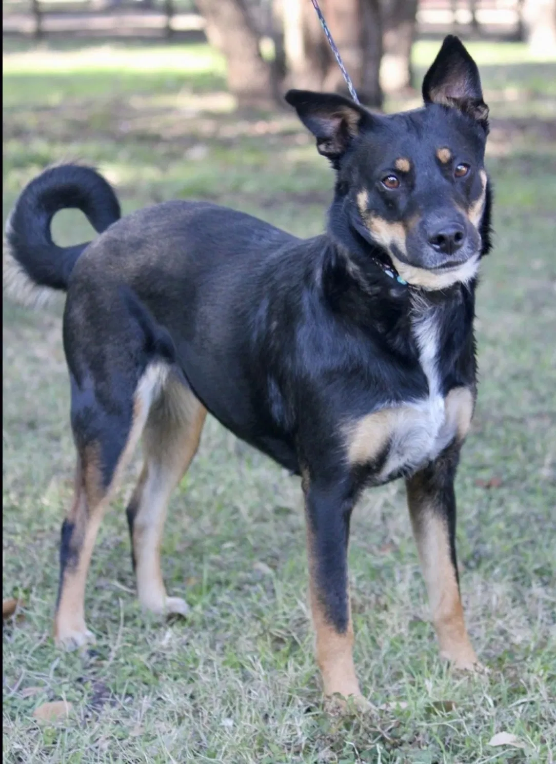 Lost dog in Kansas City, MO, 64156