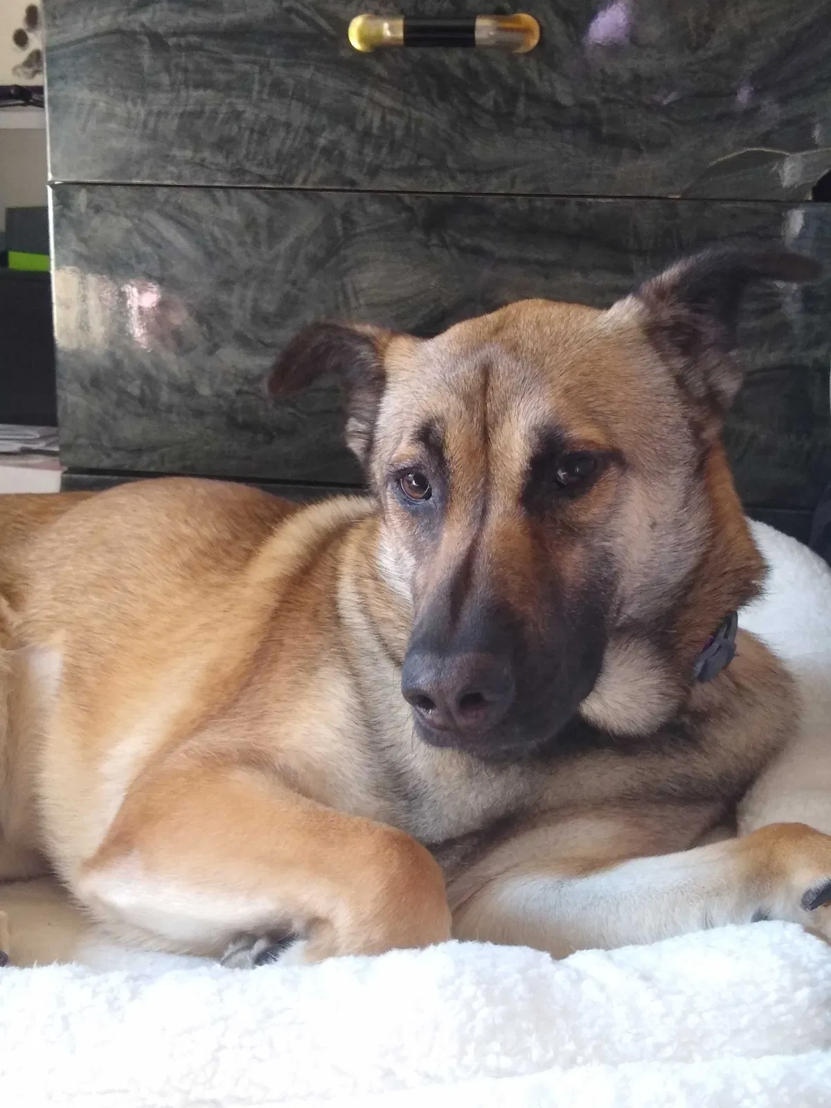 Lost dog in San Jose, CA, 95124