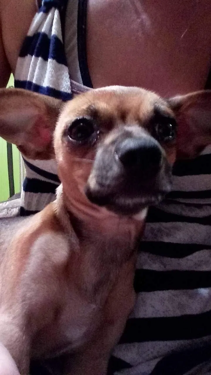 Lost dog in Sweetwater, TX, 79556
