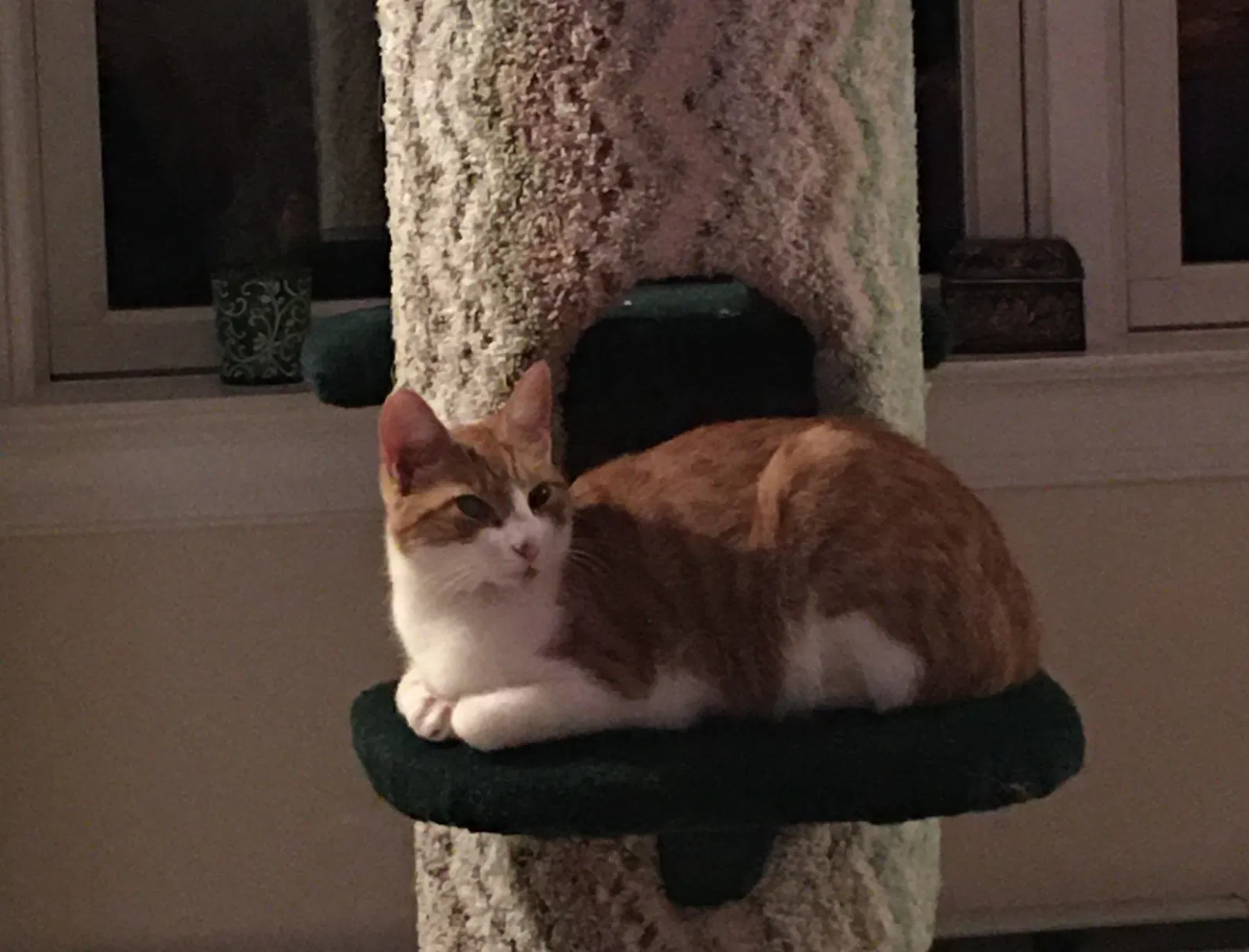 Lost cat in Quarryville, PA, 17566