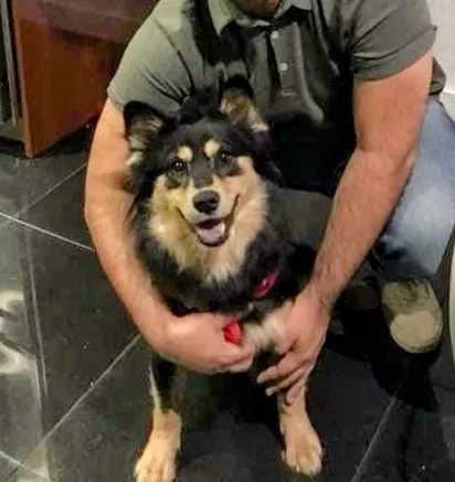 Lost dog in Warrior, AL, 35180