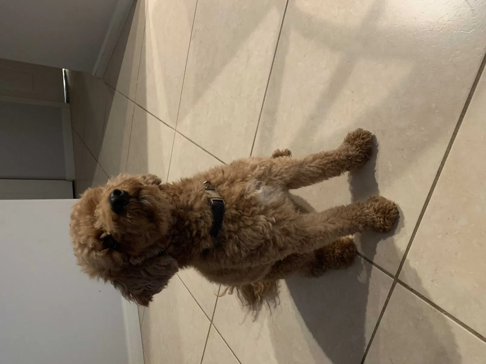 Lost dog in Port Saint Lucie, FL, 34953