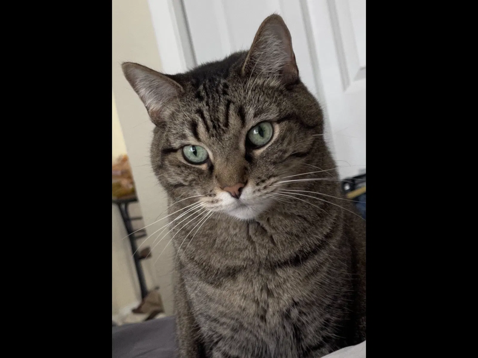 Lost cat in Miami, FL, 33165