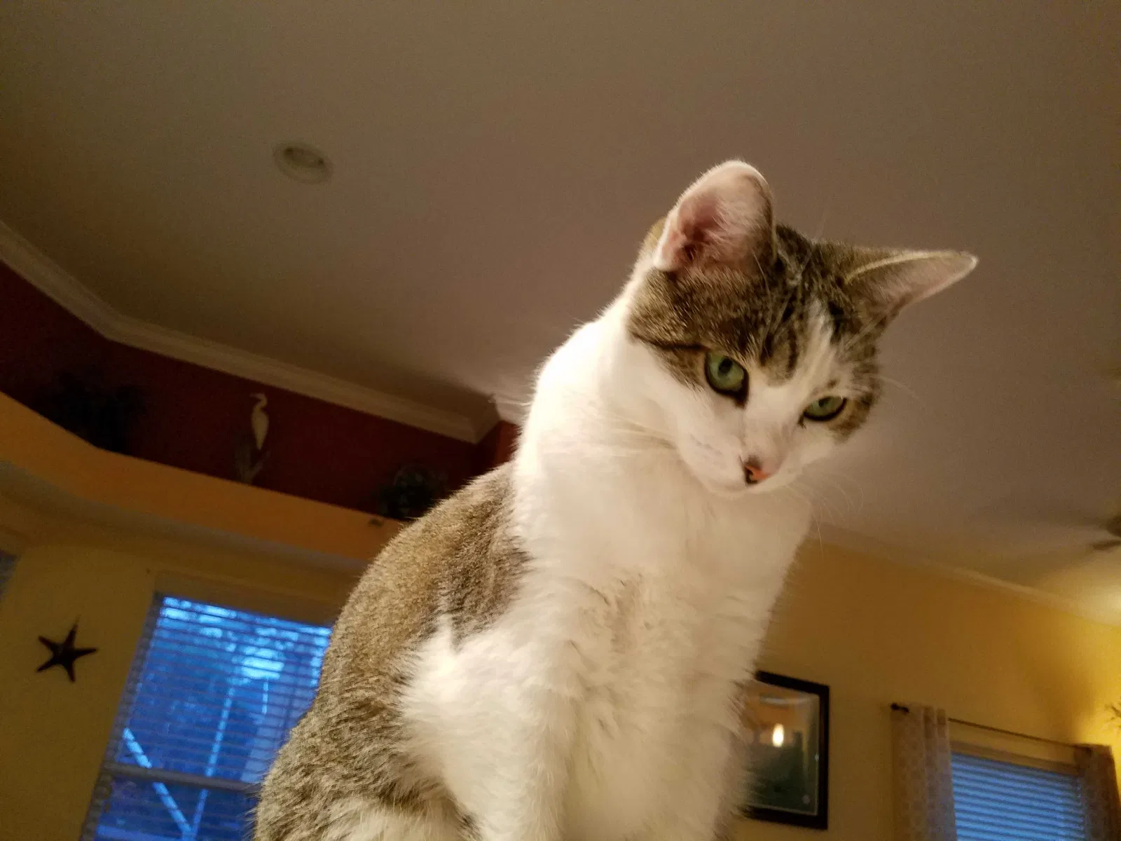 Lost cat in Sebastian, FL, 32958