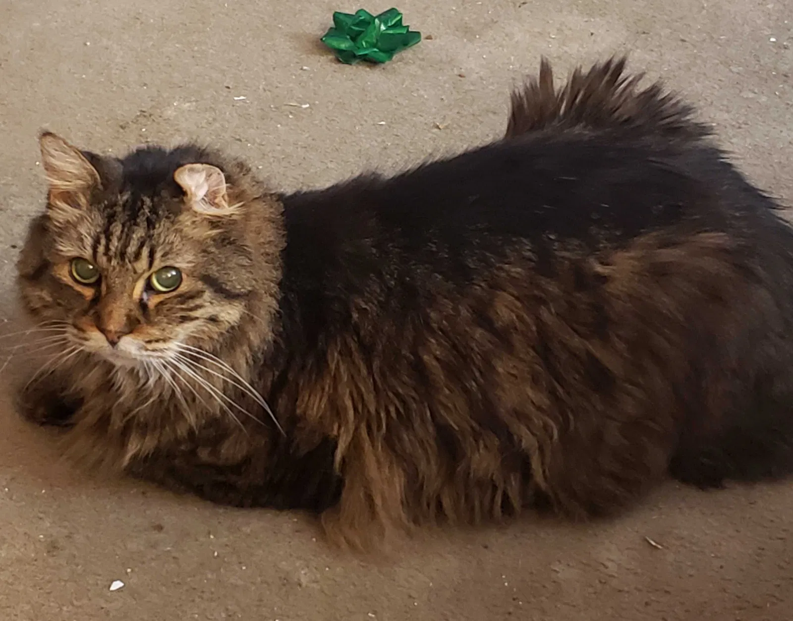 Lost cat in Tampa, FL, 33624