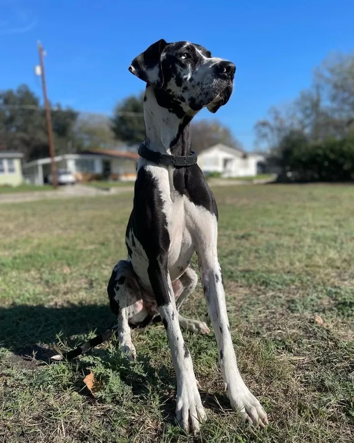 Lost dog in San Antonio, TX, 78214