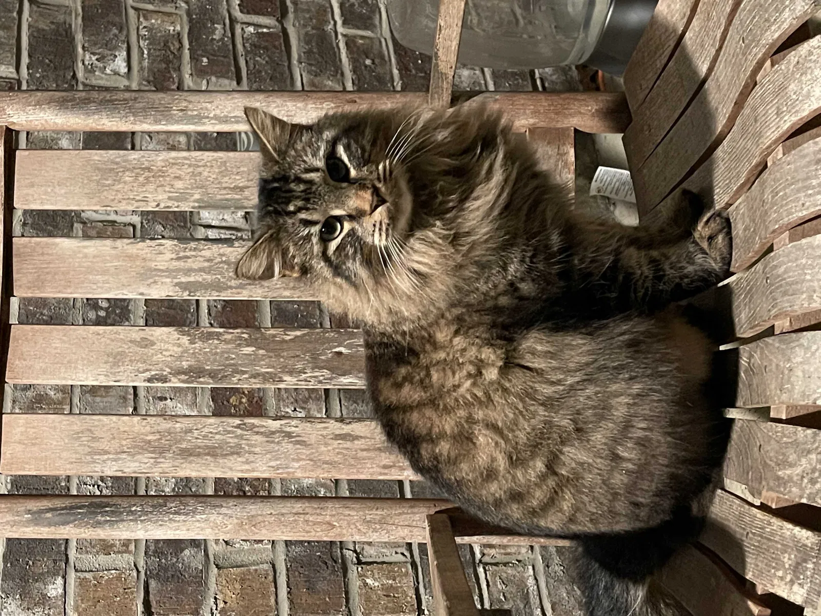 Lost cat in Coldwater, MS, 38618