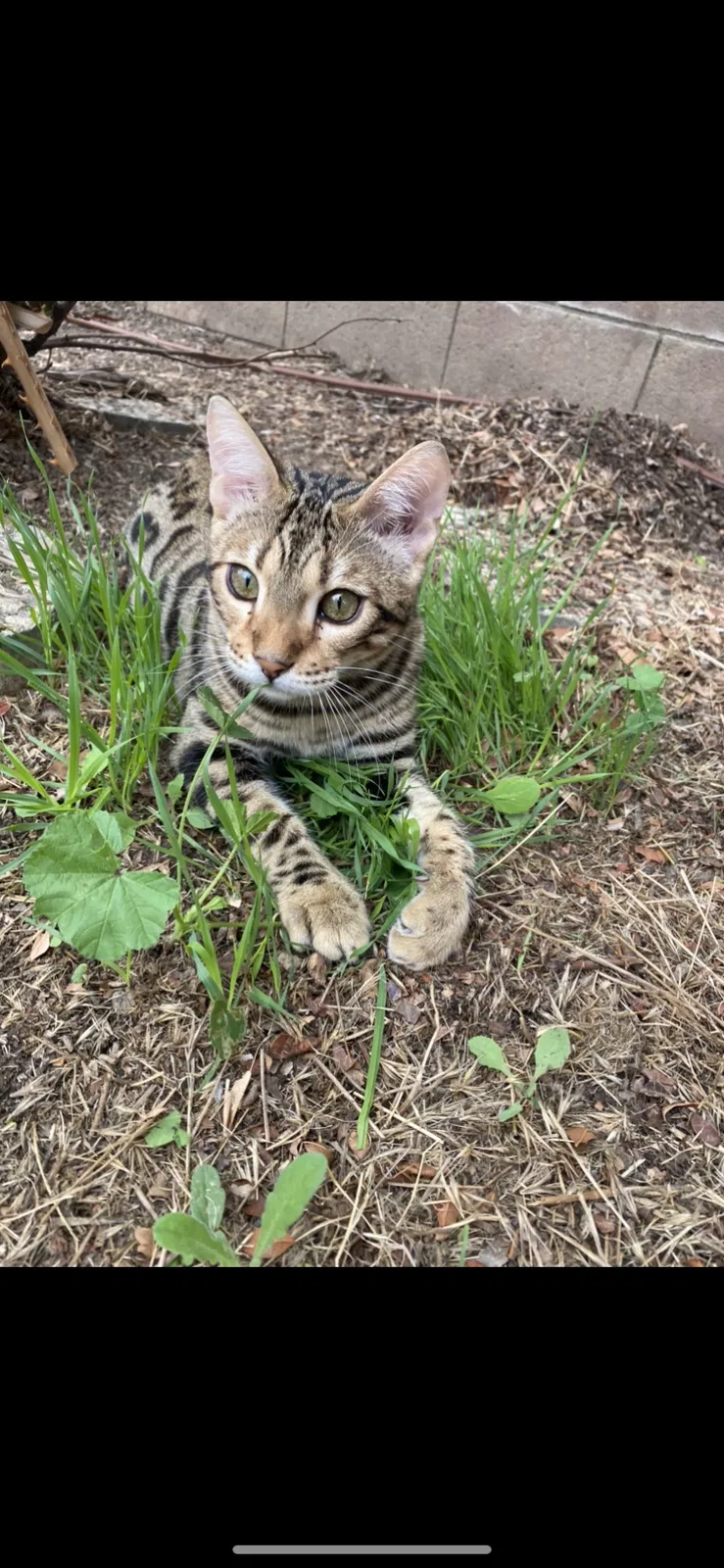Lost cat in Encino, CA, 91316