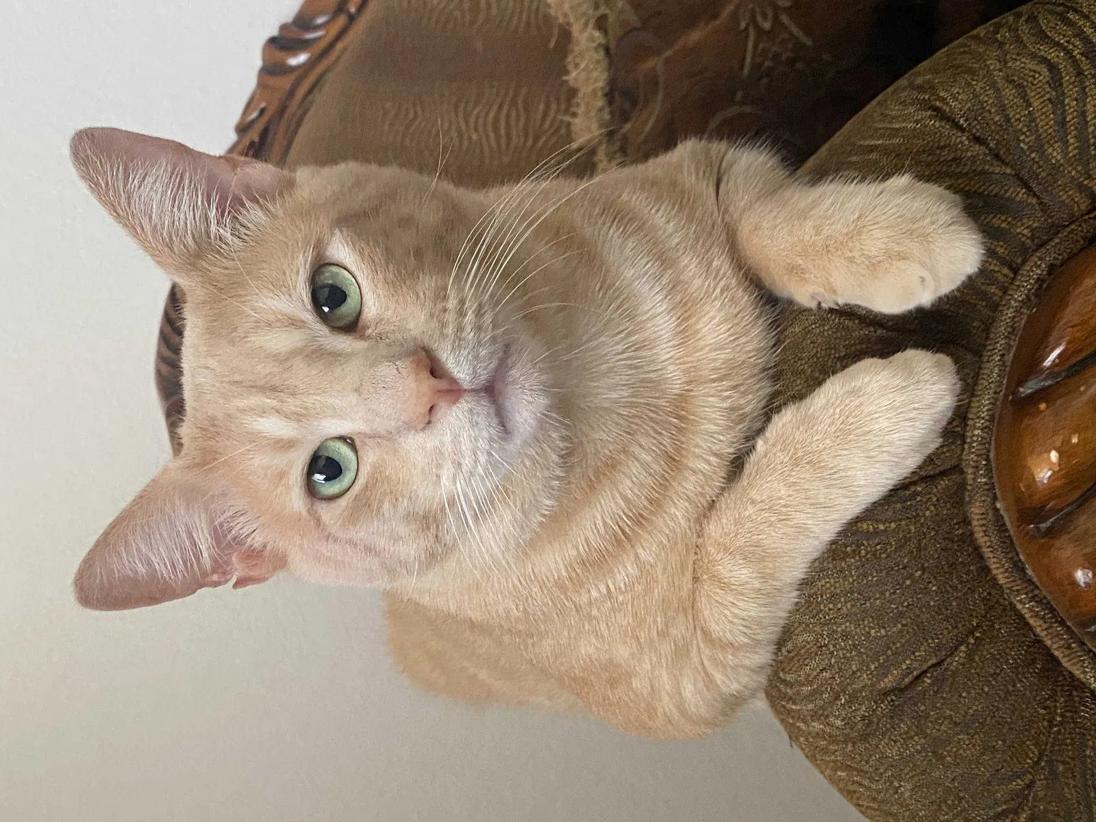 Lost cat in Homestead, FL, 33032
