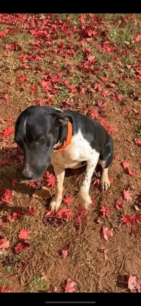 Lost dog in Locust Grove, GA, 30248