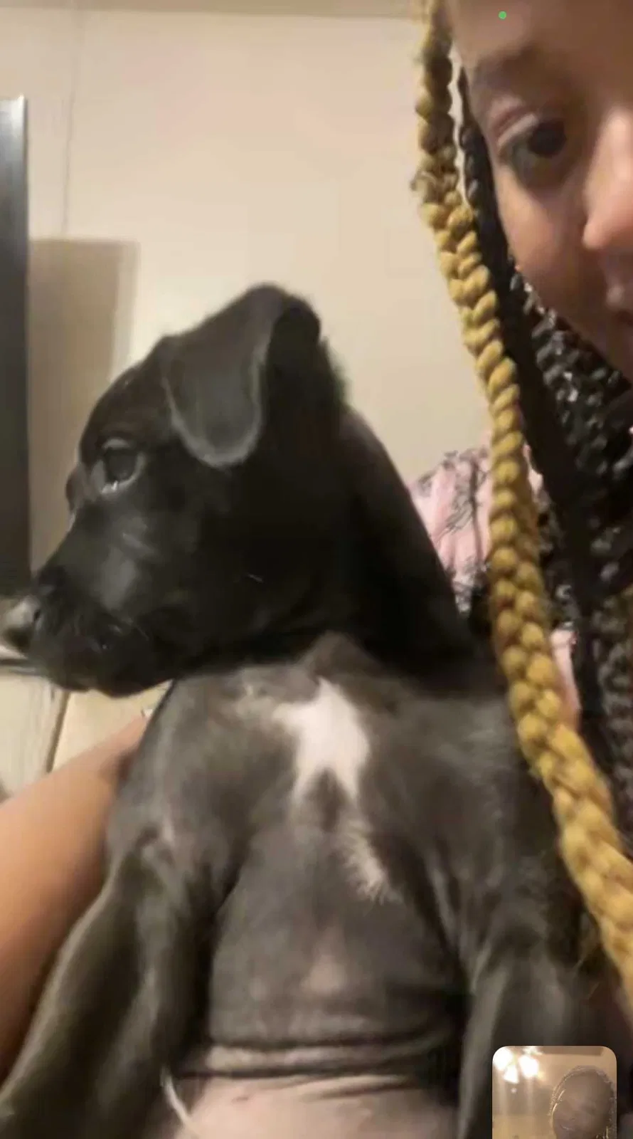 Lost dog in Hammond, LA, 70403